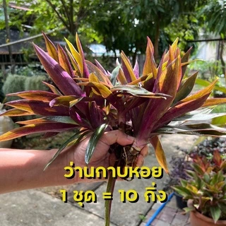 หัวใจสีม่วง ว่านกาบหอย ตัดกิ่งสด ขายเป็นชุด ได้10กิ่ง ตัดสดจากสวนก่อนส่ง