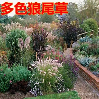 Viewing the Wolf tail CaoZhongZi dogs tail grass seed cat tail CaoZhongZi revetment purple ear down hares tail grassedเ