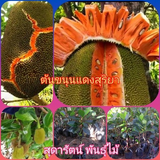 ต้นขนุนแดงสุริยา(รับประกันสินค้าชำรุดเครมฟรี)​