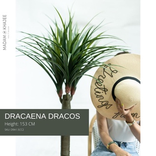 Dracana Dracos ต้นเลือดมังกร  ขนาดสูง 153 CM ต้นไม้ปลอมเกรดพรีเมี่ยม มาดามขจี  Premium Artificial Plant