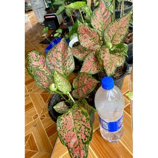 ต้นอัญมณีแดง อโกลนีม่า (aglaonema)