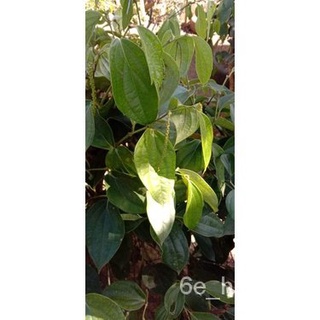 Paminta / Black Pepper (Local) Plant Live Rooted男装/苹果/内裤/seeds/通心菜/园艺/芹菜/文胸/香菜/木瓜/ FR99