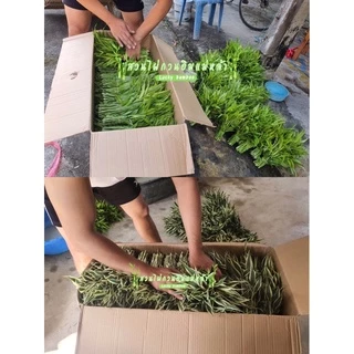ไผ่กวนอิม ต้นตรง (มัดละ 20 ต้น) สูง 30-35 ซม. จากโคนถึงปลายยอด