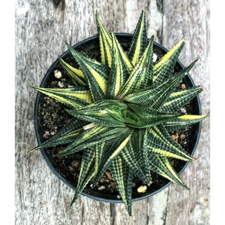 ม้าเวียนด่าง Haworthia limifolia Marloth