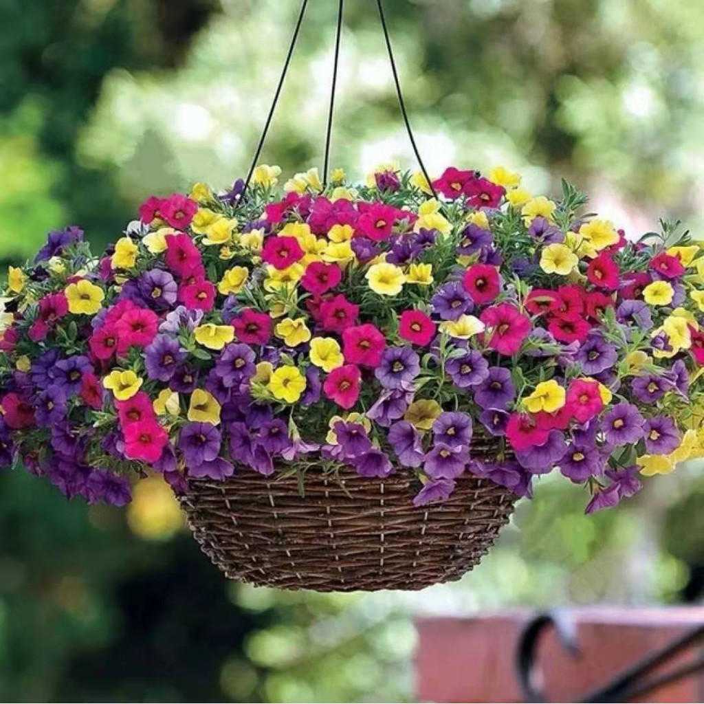 เมล็ดพันธุ์ ดอกพิทูเนีย คละสี (Petunia) 1000 เมล็ด ปลูกง่าย ปลูกได้ทั่วไทย - รูปที่ 3