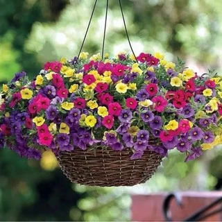 เมล็ดพันธุ์ ดอกพิทูเนีย คละสี (Petunia)200 เมล็ด ปลูกง่าย ปลูกได้ทั่วไทย
