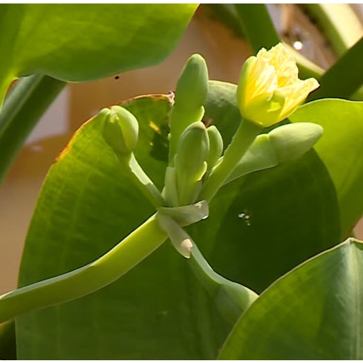 เมล็ดผัก ผักพาย คันจอง ตาลปัตรฤาษี ผักก้านจอง  ผักสมุนไพรพื้นบ้าน ซองละ 500 เม็ด - รูปที่ 2