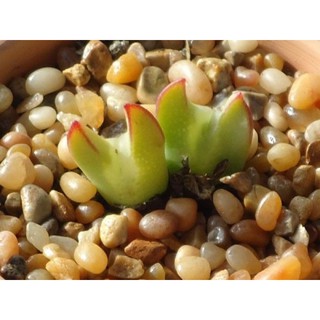 💚🧡Conophytum Bilobum ver.elishae 🧡💚/10seeds 89บาท❗️