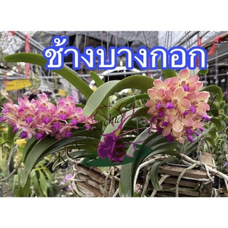 [ลดเหลือ 65 โค้ดหน้าร้าน+INCLV22] ช้างบางกอก ออกดอกได้ตลอดปี ดอกหอม ต้นสวย