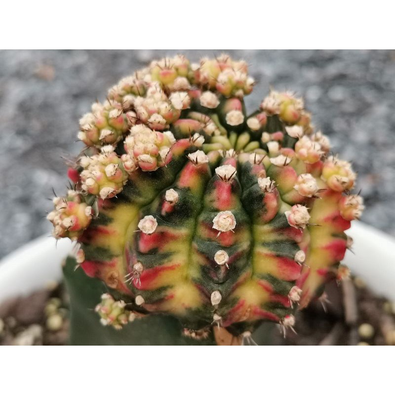 โมโมทาโร่ 🌵หน่อเด็ดสด 1 หน่อ🌵 1.5 cm.+  # Cactus แคคตัส กระบองเพชร ไม้อวบน้ำ ไม้กราฟ ยิมโนด่าง Gymnocalycium​ momotaro