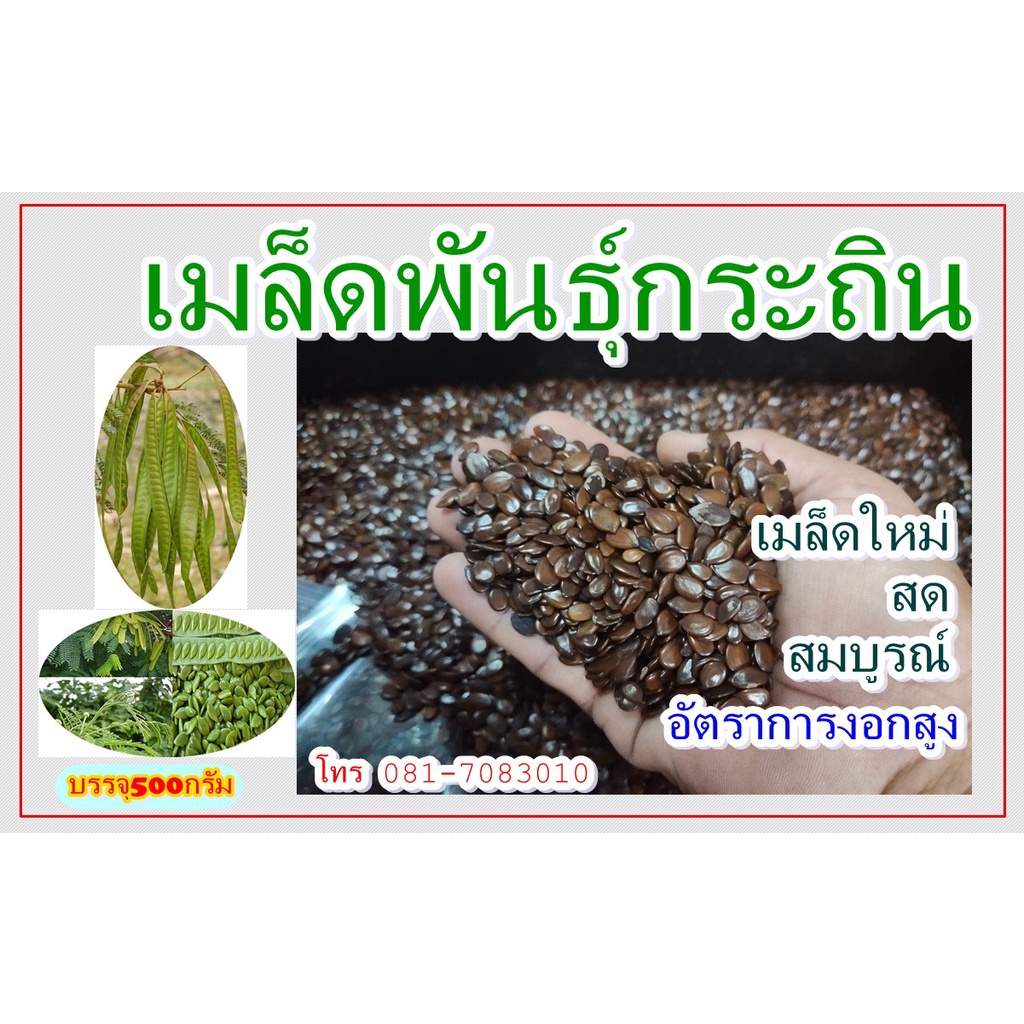 เมล็ดกระถินยักษ์ เมล็ดสมบูรณ์ งอกดี โตไว