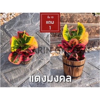 ต้นโกสนพันธุ์ แดงมงคล ไซส์เล็ก กระถาง 5" สูง 15-20 เซนติเมตร ซื้อ 10 แถม 1  (จัดส่งแบบถอดกระถาง+รับประกันสินค้า)