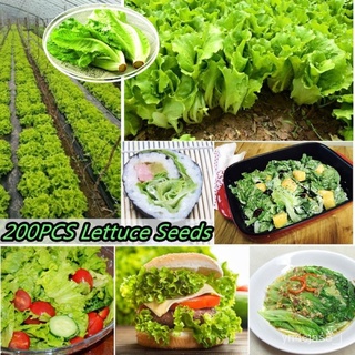 （อัตราการปลูกสูง）เมล็ด คุณภาพดี ราคาถูก 100 เมล็ด Lettuce Seeds เมล็ดบอนสี บอนสีหายาก พรรณไม้ ต้นไม้ พันธุ์ไม้ผล ผักสวนค