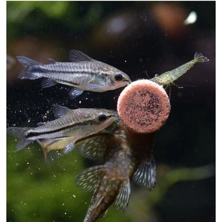 อาหารปลา BIOZYM แบบติดกระจกตู้ปลา สูตร TROPICAL FISH / SPIRULINA อาหารปลาสวยงาม อาหารปลา
