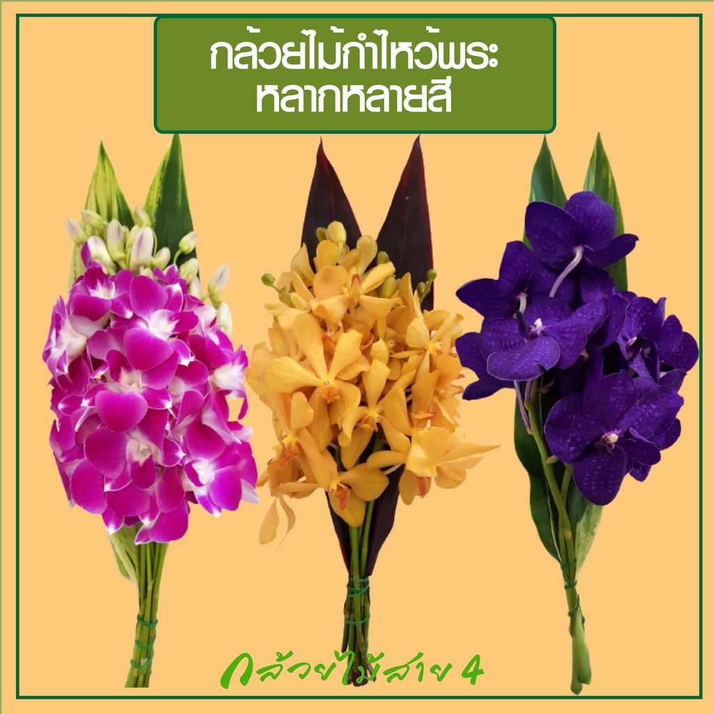 กล้วยไม้กำไหว้พระ พร้อมหลอดเสียบน้ำ คละสีได้ตามใจ ได้รับกล้วยไม้สด ส่งตรงจากสวนของเราค่ะ