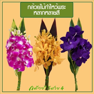 กล้วยไม้กำไหว้พระ พร้อมหลอดเสียบน้ำ คละสีได้ตามใจ ได้รับกล้ว…