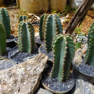 Cereus cactus กระบองเพชรคอนโดนางฟ้า