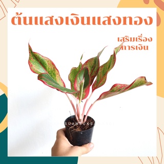 แสงเงินแสงทอง ในกระถาง 3 นิ้ว พร้อมตั้ง ต้นไม้มงคล