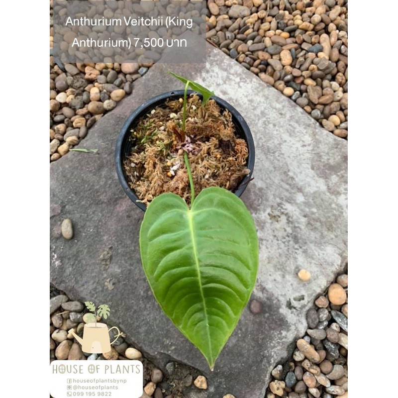 Anthurium Veitchii (King Anthurium)
