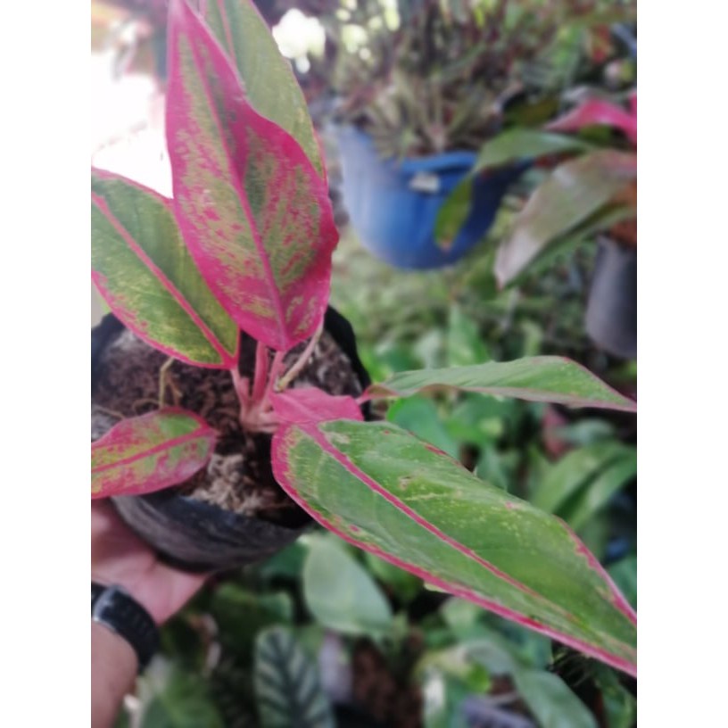 50 เมล็ด (ไม่ใช่พืชที่มีชีวิต)◐Lush  Aglaonema Red Lipstick เมล็ดพันธ