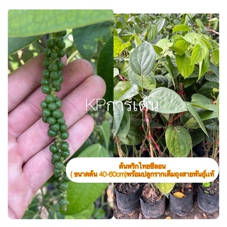 ต้นพริกไทยซีลอน 🌳ขนาดต้น 40-60cm)พร้อมปลูกรากเต็มถุงสายพันธุ์เเท้