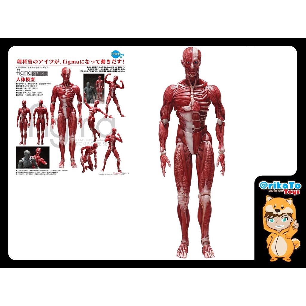 Anatomical Figma ถูกที่สุด พร้อมโปรโมชั่น ก.พ. 2026 | BigGoเช็คราคาง่ายๆ