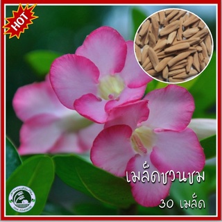 30 เมล็ด ชวนชม เมล็ดพันธุ์ชวนชม เมล็ดชวนชม Adenium