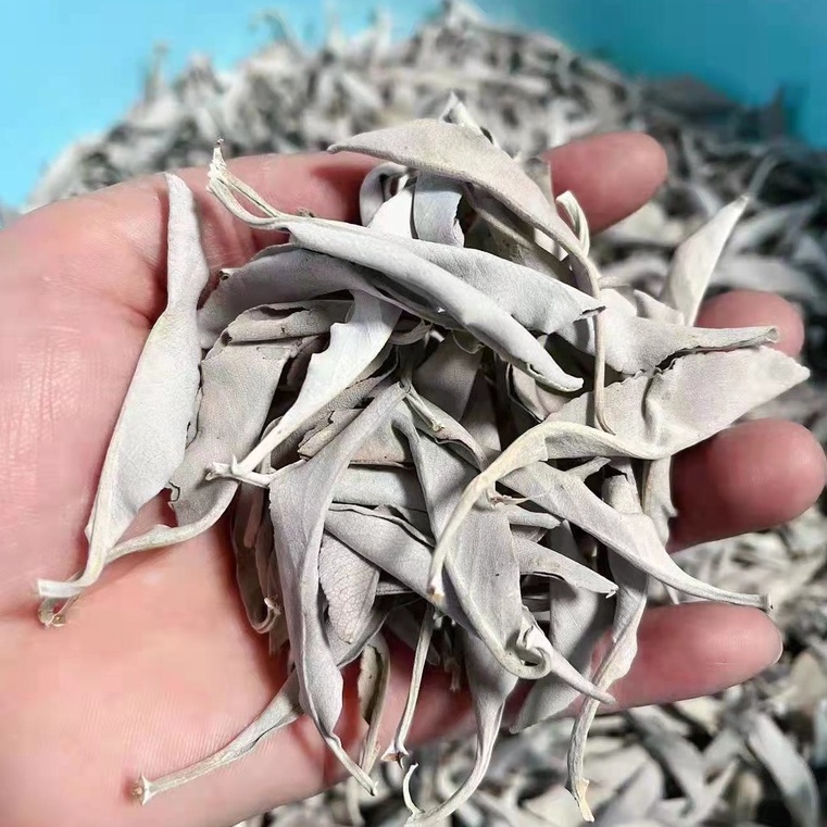 (ขายส่งและขายปลีก) White Sage - ใบไวท์เสจ (ไม่มีกิ่ง)