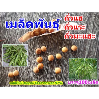 เมล็ดพันธุ์ถั่วแฮ ถั่วแระ มะแฮะ (100 เมล็ด)