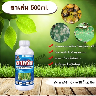 อาเค่น 500ml. คาร์เบนดาซิม สารป้องกันและกำจัดเชื้อรา แบบดูดซึม โรคราแป้ง โรคแอนแทรกโนส โรคกุ้งแห้งพริก โรคใบไหม้