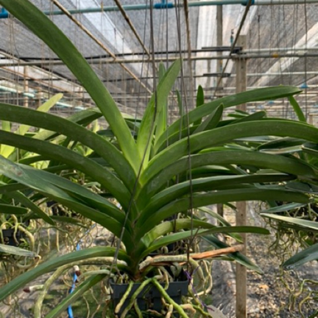 กล้วยไม้ แวนด้า ปากช่องบลู ต้นไซส์กลาง Vanda Pakchong Blue medium size - รูปที่ 2