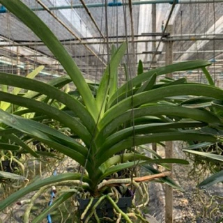 กล้วยไม้ แวนด้า ปากช่องบลู ต้นไซส์กลาง Vanda Pakchong Blue medium size