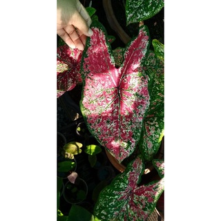 ไก่ราชาวดี บอนสีราชินีแห่งใบไม้(caladium)