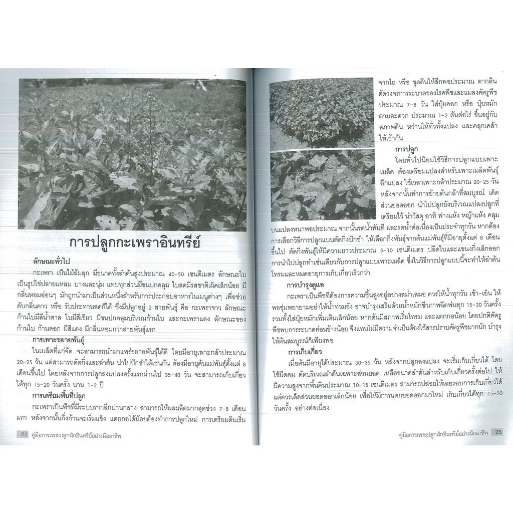 PAILIN หนังสือ คู่มือการเพาะปลูกผักอินทรีย์อย่างมืออาชีพ (ราคาปก 175 บาท) - รูปที่ 3