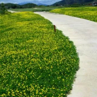 เมล็ดพันธุ์ถั่วบราซิล [500 เมล็ด] ตกแแต่งสวน สนามหญ้า พืชคลุมดิน