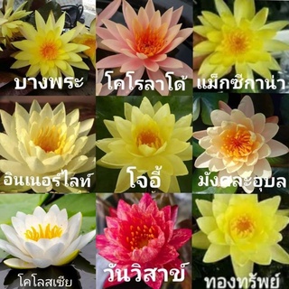 บัวฝรั่งหลากหลายสายพันธุ์ ส่งแบบต้น