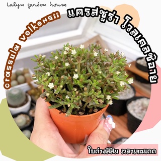 🧡🌸 crassula volkensii (แครสซูล่า โวลเคลซิอาย) ใบด่างสีส้ม ยิ่งเจอแดดใบจะเปลี่ยนสี ดอกสีขาวน่ารักๆ🧡🍃