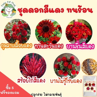 เมล็ดพันธุ์ ชุด ดอกไม้ สีแดง ปลูกง่าย ทนร้อน พร้อมส่ง กุหลาบเลื้อยแดง/ทานตะวันแดง/บานชื่นแดง/สร้อยไก่สีแดง/บานไม่รู้โรย