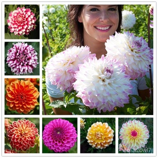 （เมล็ดพันธุ์ ถูก คละ）เมล็ดพันธุ์ดอกรัก Mixed Dahlia Flower Seeds แต่ละแพ็คมี 200 เมล็ด ดอกไม้จริง ต้นดอกไม้สวยๆ เมล็ดดอก