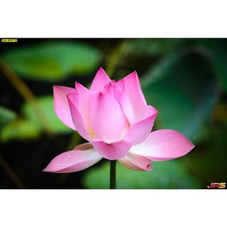 7 เมล็ด เมล็ดบัว สีชมพู ดอกใหญ่ สายพันธุ์เมล็ดบัว ดอกบัว Lotus seeds.