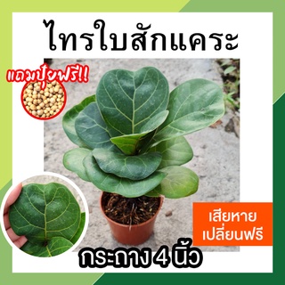 🌿 ไทรใบสักแคระ 🌿 พร้อมกระถาง 4 นิ้ว ต้นสูง 20-25 ซม. ต้นไม้ฟอกอากาศ ต้นไม้ตกแต่งบ้าน มินิมอล ทรงใบสวย ใบเยอะ