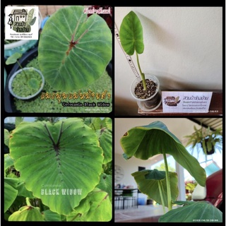 ได้ต้นในรูป (ปลายไหล) Colocasia Black Widow แมงมุมแม่หม้ายดำ ฟาโรห์เซินเจิ้น ฟาโรห์ เสิ่นเจิ้น แมงมุมดำ แบล็ควิโดว์ m24