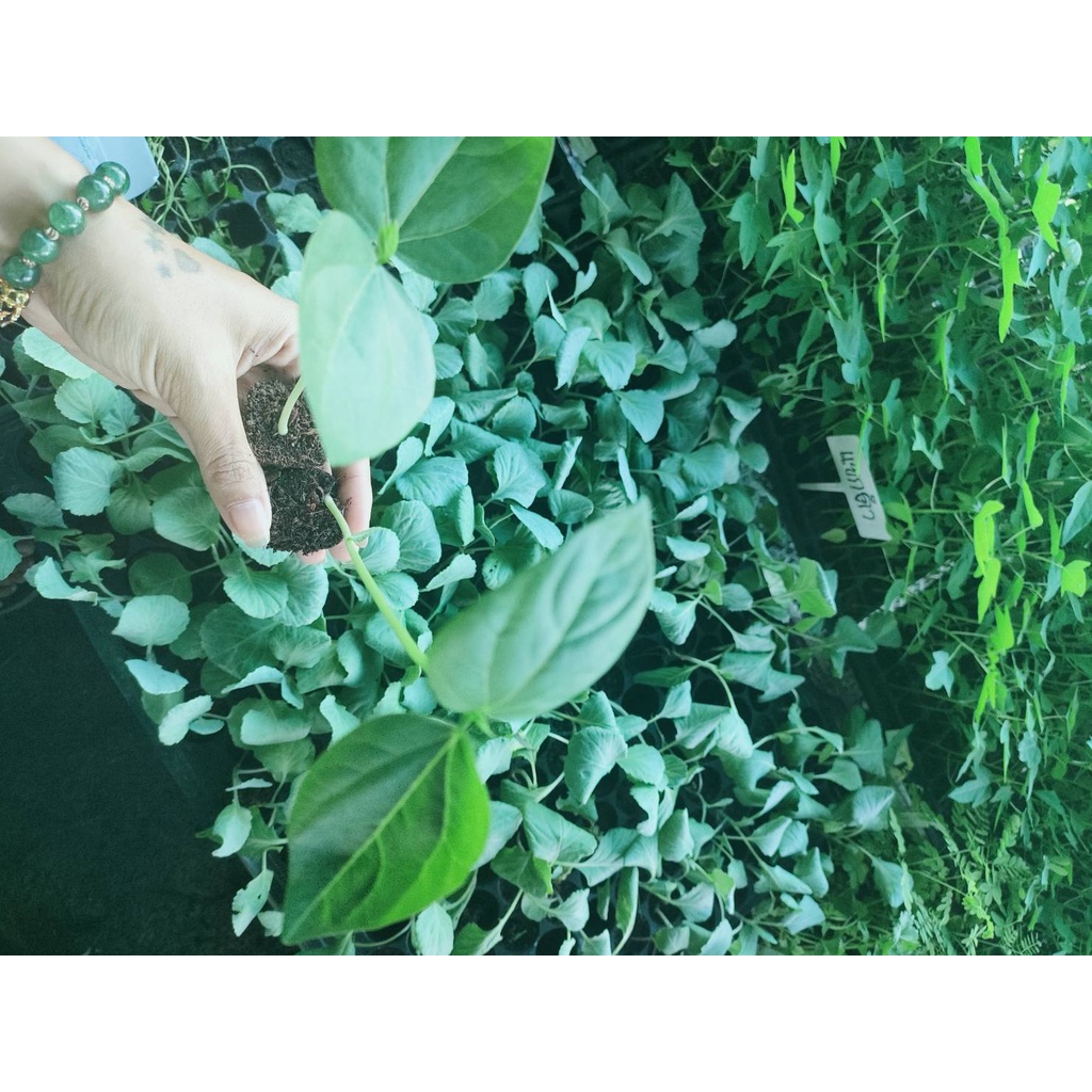 ต้นกล้า ถั่วยาวเขียวไร้ค้าง พร้อมปลูก กล้าละ 10บาท ซื้อ 10แถม2   ถั่วฝักยาวไร้ค้าง ถั่วพุ่ม ถั่วไร้ค้าง ติดฝักดก ฝักเรีย - รูปที่ 5