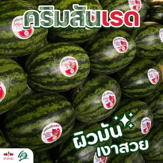 EWCOM เมล็ดพันธุ์ แตงโม คริมสันเรด Exp. 7/70 40กรัม (ประมาณ 800-900เมล็ด) ตราศรแดง WATERMELON