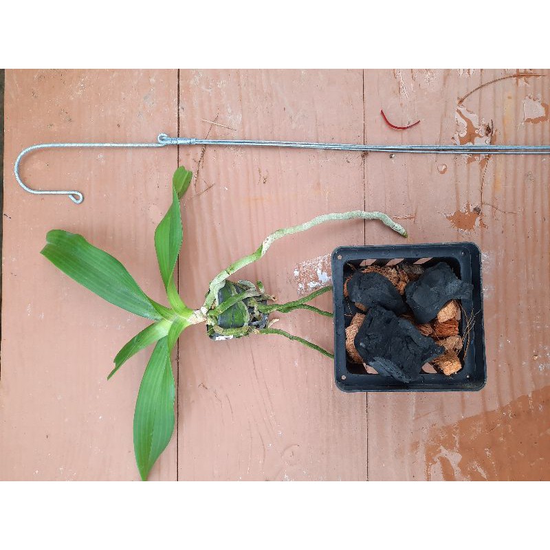 กล้วยไม้ช้างไม้นิ้วปลูกสำเร็จพร้อมกระถางเหลี่ยม 4 นิ้วและลวดแขวน - รูปที่ 2