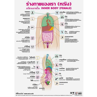 โปสเตอร์เรื่องอวัยวะในร่างกายหญิง #EQ-065 โปสเตอร์กระดาษ โปสเตอร์สื่อการเรียนการสอน