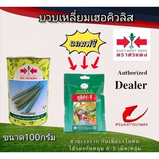 เมล็ดพันธุ์ บวบเฮอร์คิวลีส 50g แถมกูซิก้าจีซองเล็ก