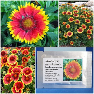 เมล็ดพันธุ์ ดอกเดือนฉาย อินเดียน แบลงเคท (Indian Blanket Gaillardia Seed) 100 เมล็ด คุณภาพดี ราคาถูก ของแท้ 100%