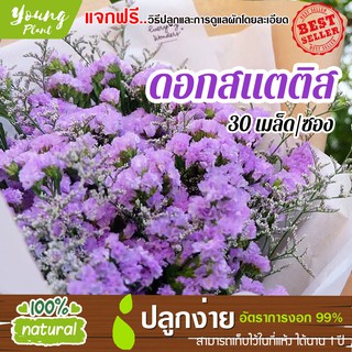 เมล็ดดอกสแตติช 30เมล็ด อัตราการงอก95% (แถมฟรี!!! เมล็ดผักกวางตุ้ง500 เม็ด)