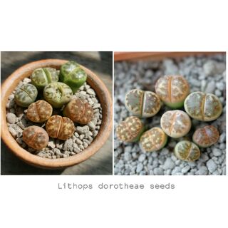 Lithops dorotheae mix
👉 30 เมล็ด 1